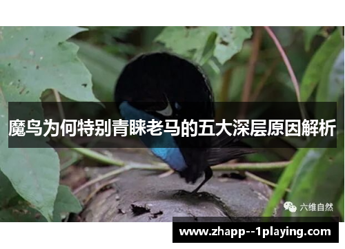 魔鸟为何特别青睐老马的五大深层原因解析 魔鸟为何特别青睐老马的五大深层原因解析